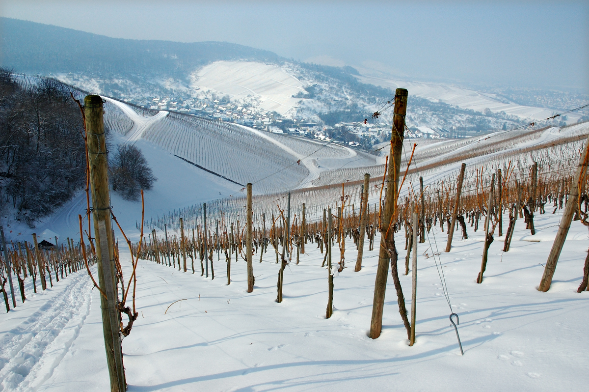 Bild von Weinbergen im Winter
