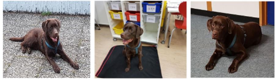 Flyer Hundegestütze Pädagogik