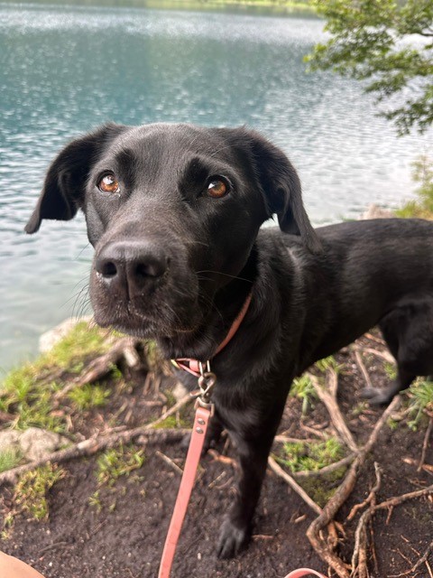 Bild1 Schulhund Mayla