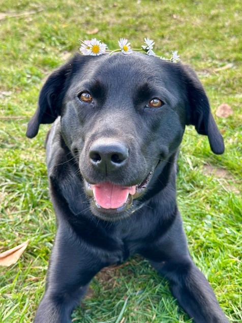 Bild2 Schulhund Mayla